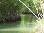 Ausflug Nationalpark  Der Mangrovenwald im Nationalpark Los Hitises (DOM).